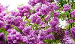 国产久丁香,传承与创新中的民族香氛传奇